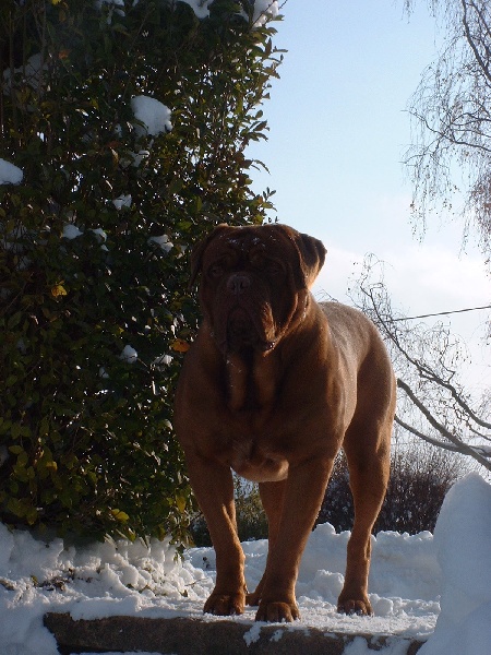 Tarquin-c (Sans Affixe)