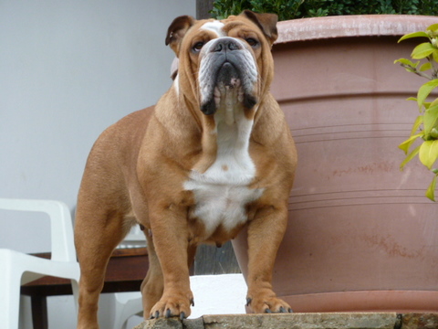 Feeby des Carco's Bulls