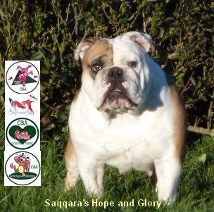 Saqqara's Hope and glory