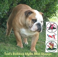 Tod's Bulldogs Idylle miss django